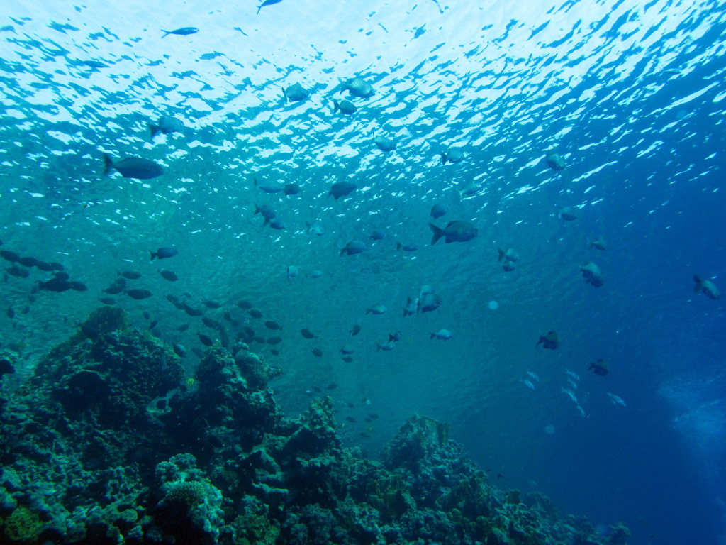 400px][https://commons.wikimedia.org/wiki/File:Transparent_water_%286165868031%29.jpg source : https://commons.wikimedia.org/wiki/File:Transparent_water_%286165868031%29.jpg
