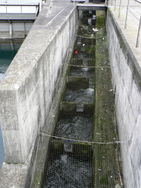 Fichier:Echelle a poissons.jpg