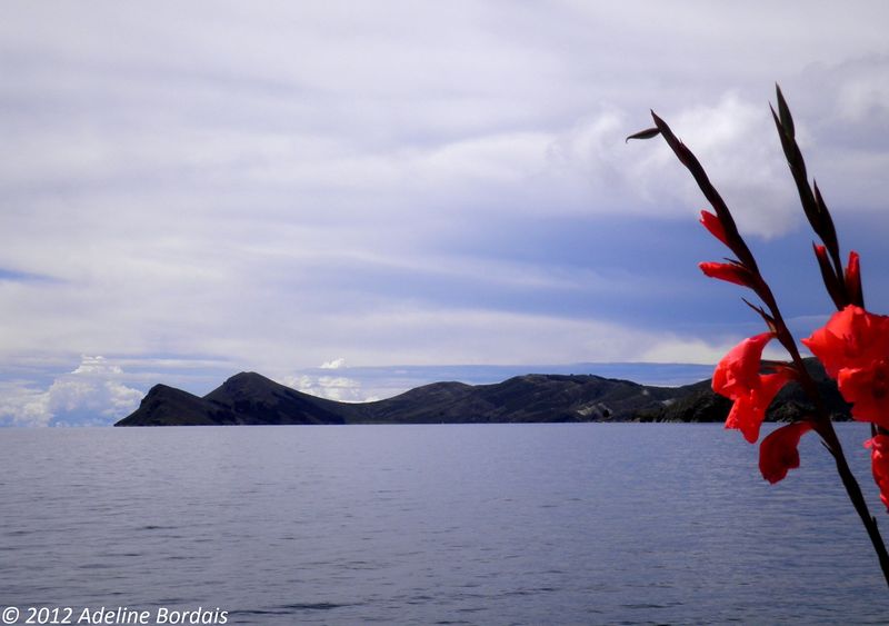 Fichier:Lac titicaca, Bolivie.jpg