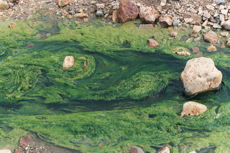 Fichier:Algues eau douce.jpg