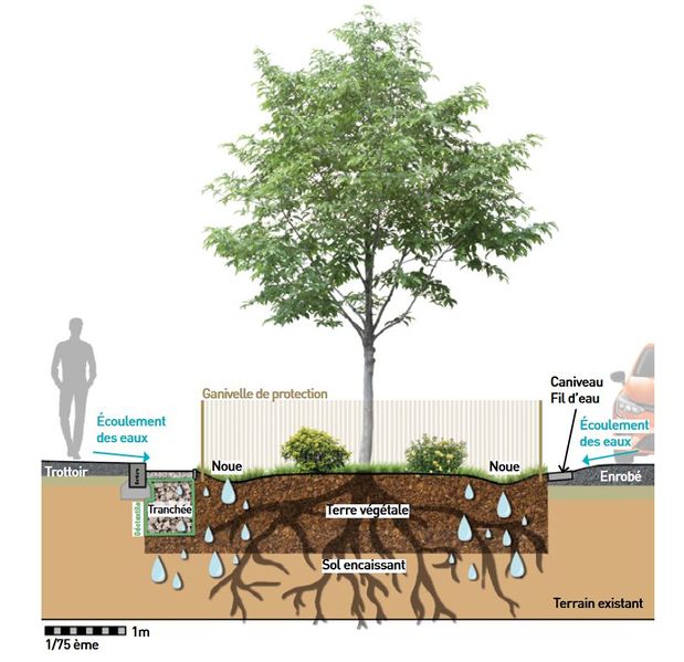 Fichier:Fosse arbre schéma alimentation2 guide lyon.JPG
