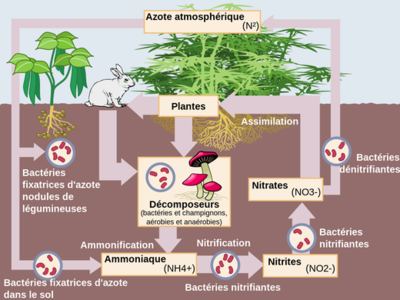 Cycle de l'azote.png