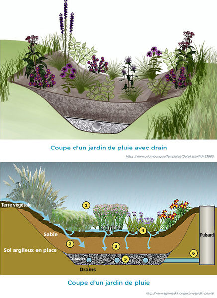 Fichier:Jardin de pluie 800x1100px-749x1030.jpg