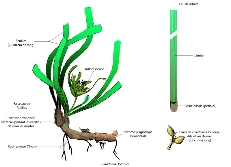 Fichier:Les differents elements constitutifs de posidonia oceanica.jpg
